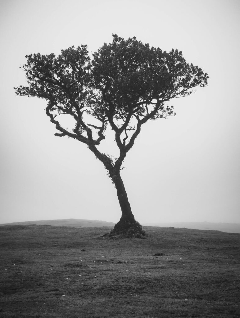 Einzelner baumkronenartiger Baum auf nebliger Wiese, Schwarzweiß, Fanal Madeira