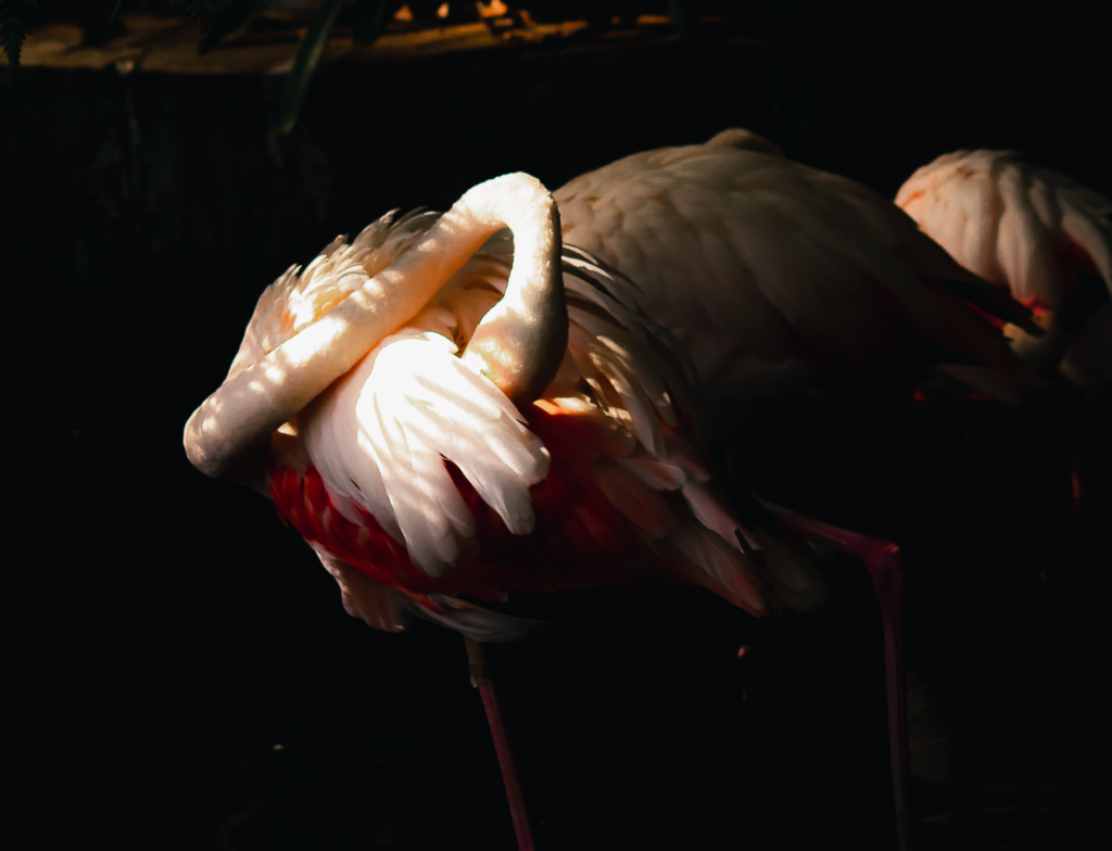 Flamingo putzt Federn im Gegenlicht, rosa-weißes Gefieder, dunkler Hintergrund