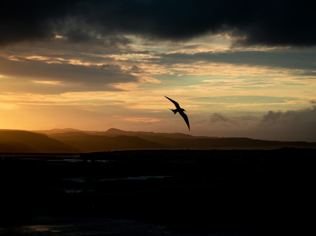 Möwe im Flug als Silhouette vor orangefarbenem Sonnenuntergang über dunklen Hügeln, Island
